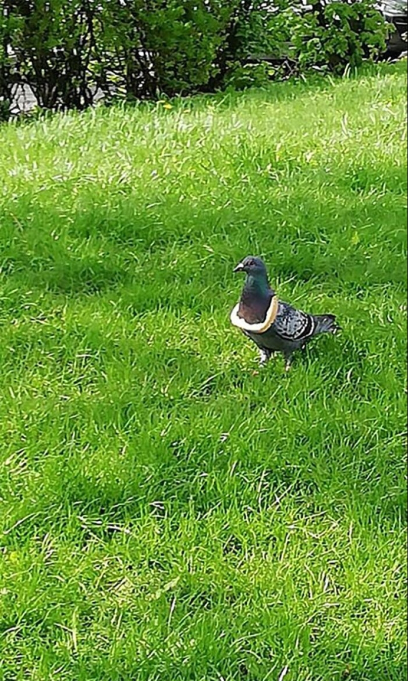 20 photos of wildlife that is so bad that even good