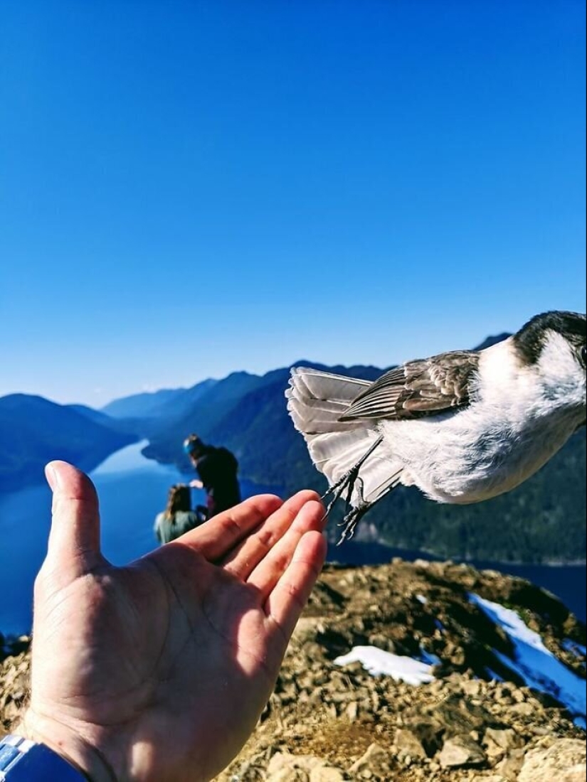 20 photos of wildlife that is so bad that even good