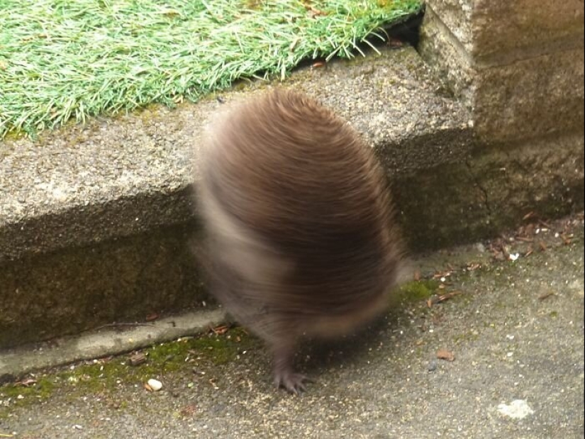 20 photos of wildlife that is so bad that even good