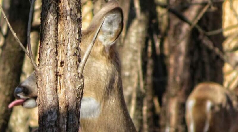 20 photos of wildlife that is so bad that even good