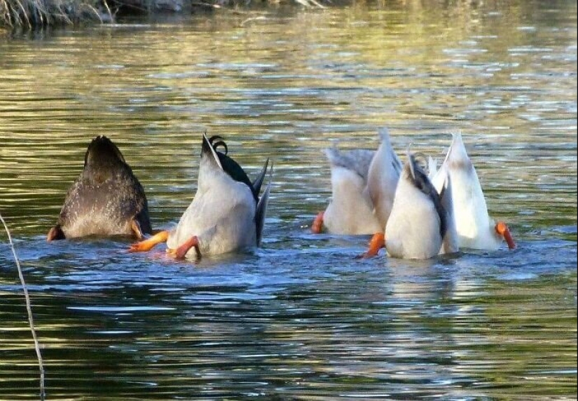 20 photos of wildlife that is so bad that even good