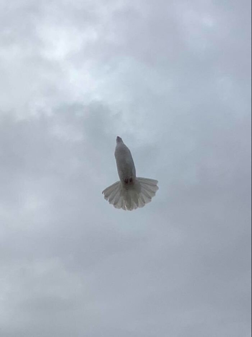 20 photos of wildlife that is so bad that even good