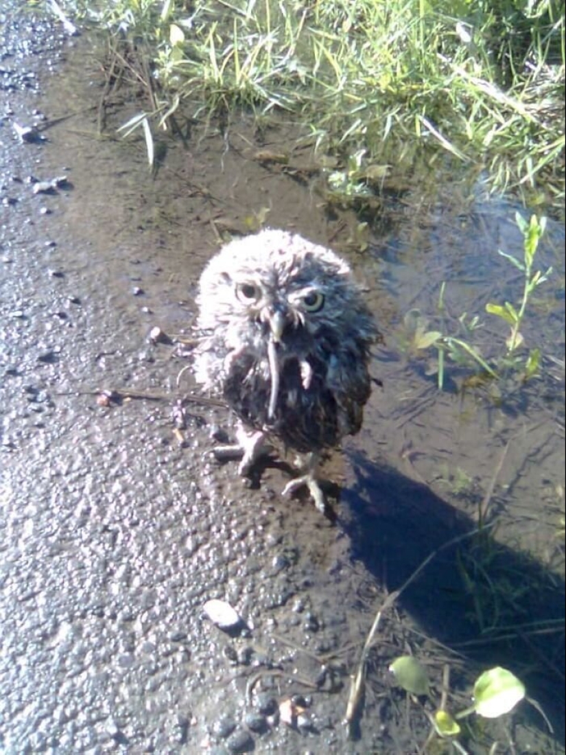 20 photos of wildlife that is so bad that even good