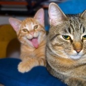 20+ photos that are interesting only because of the cats