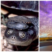 20 photos that depict something completely different from what it seems at first glance