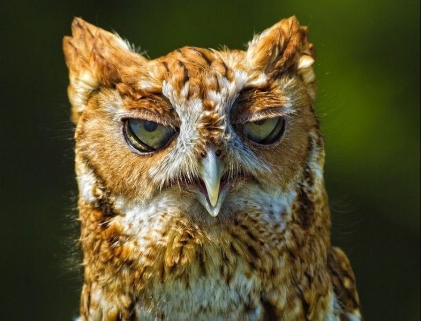 20 Photos That Owls Can Be Proud Of