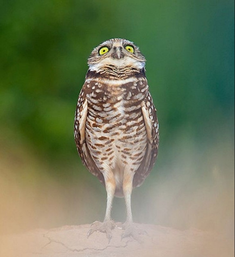 20 Photos That Owls Can Be Proud Of