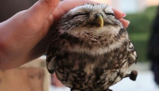 20 Photos That Owls Can Be Proud Of 20 Photos That Owls Can Be Proud Of