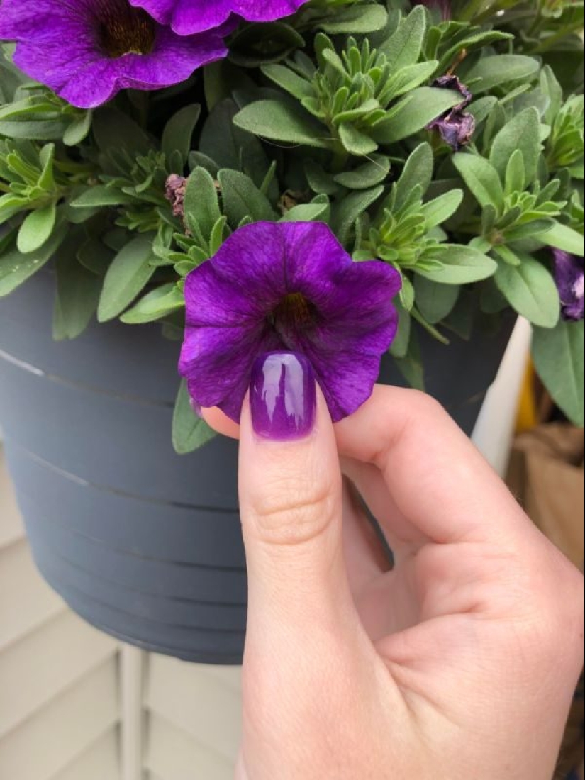 20 photos that will delight true perfectionists