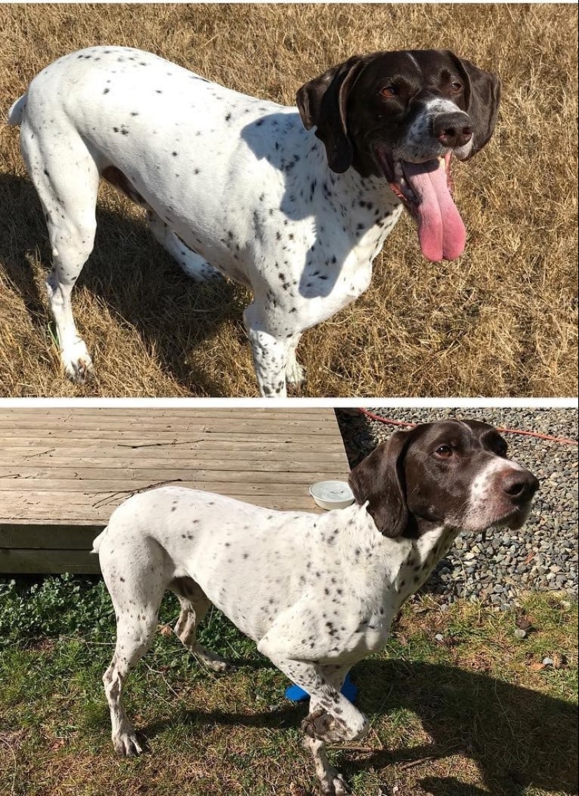 20 pictures of dogs before and after they took him in the legs and was able to lose weight