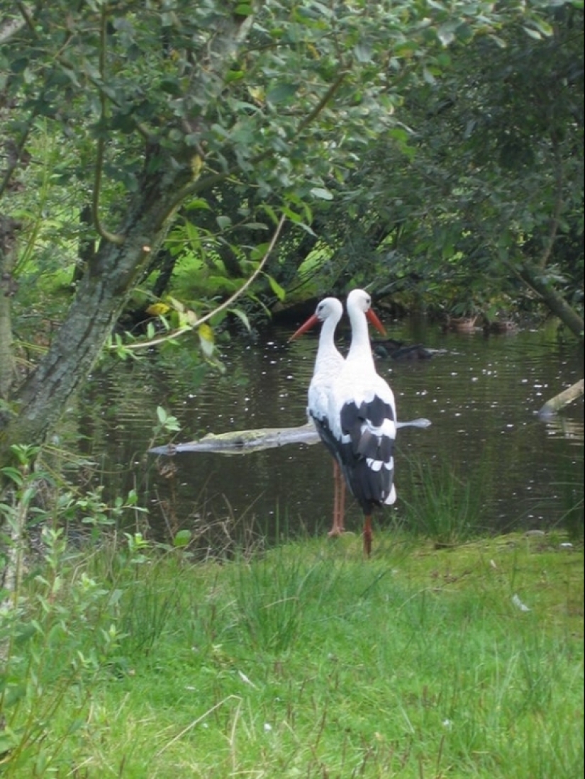 20 pictures you have to look twice