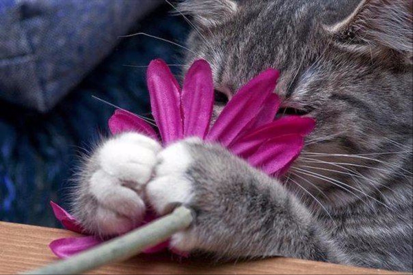 20 plantas de gato que requieren caricias y comida