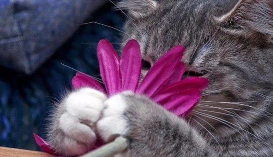 20 plantas de gato que requieren caricias y comida 20 plantas de gato que requieren caricias y comida