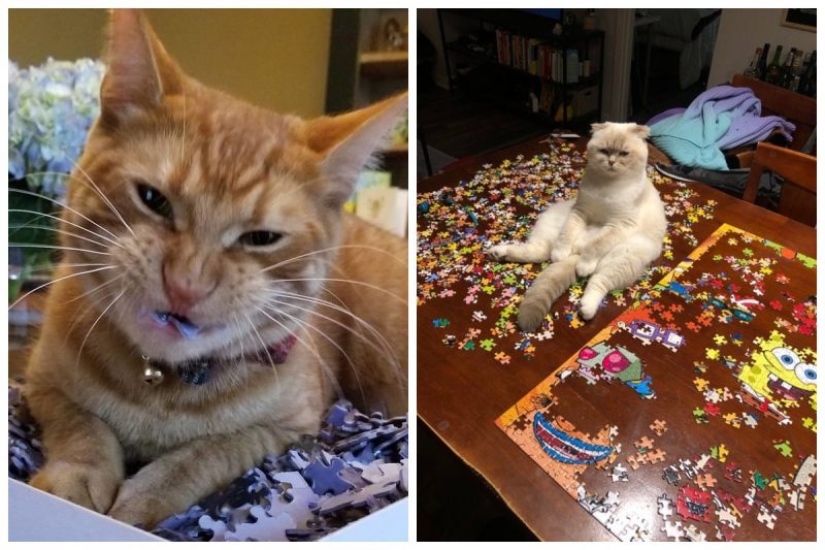 20 proofs that cats and puzzles are incompatible