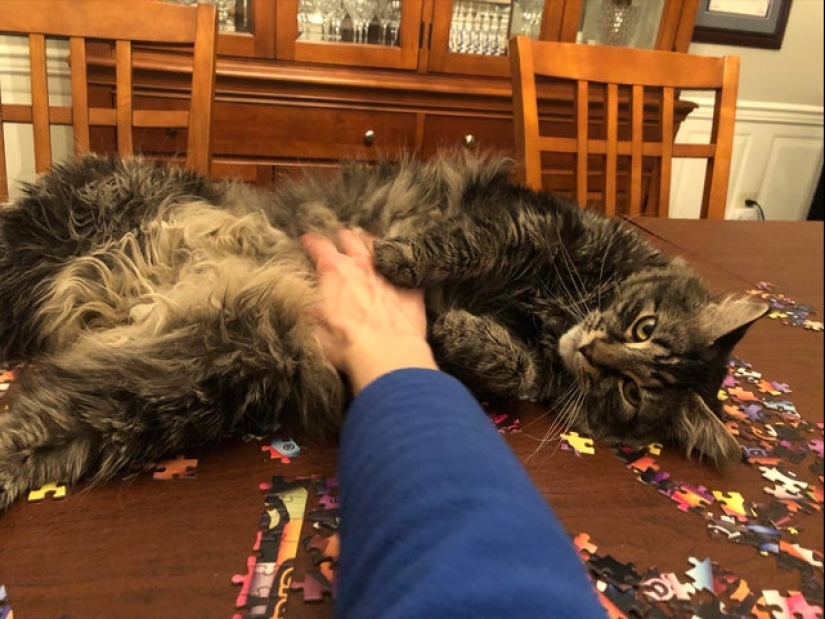 20 proofs that cats and puzzles are incompatible