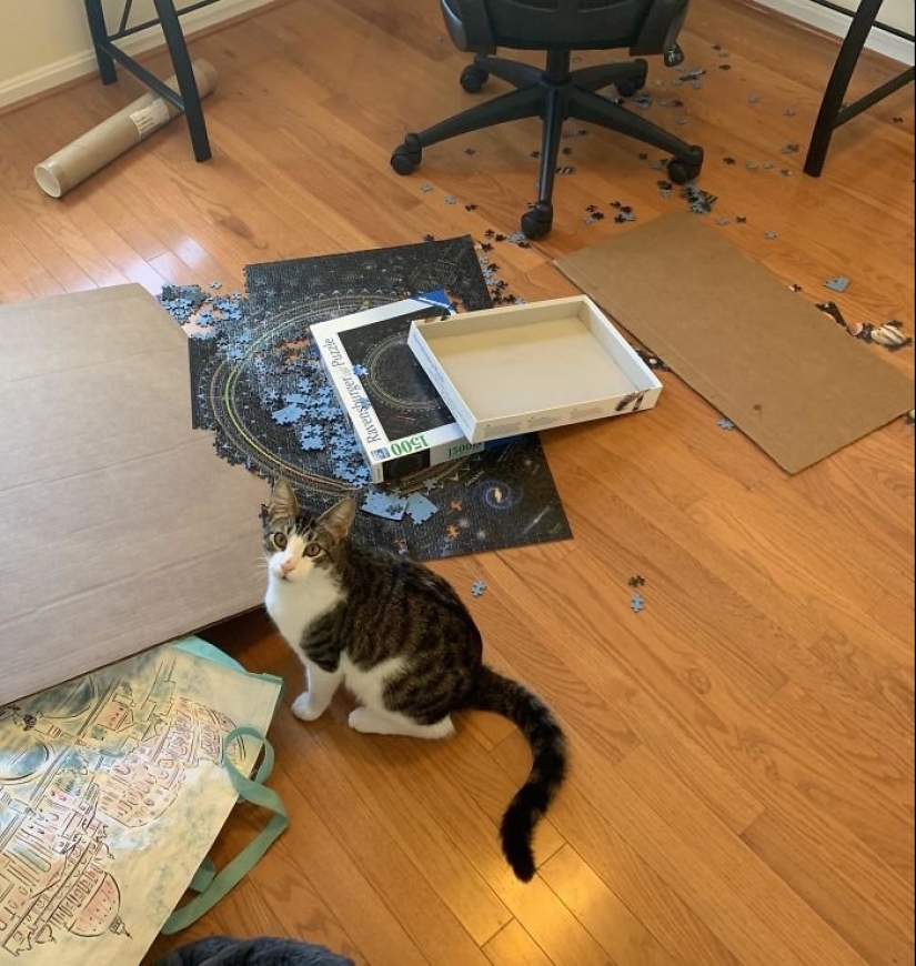 20 proofs that cats and puzzles are incompatible