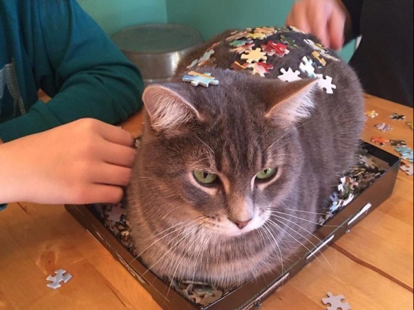 20 proofs that cats and puzzles are incompatible