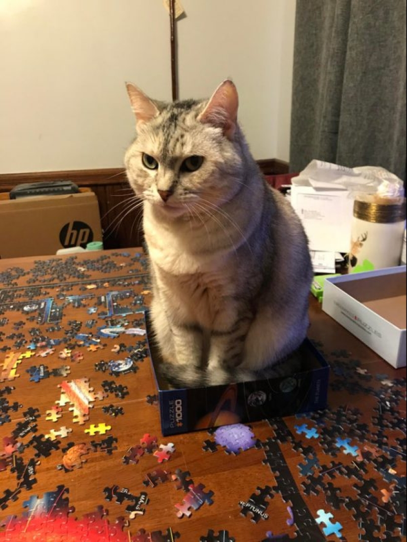 20 proofs that cats and puzzles are incompatible