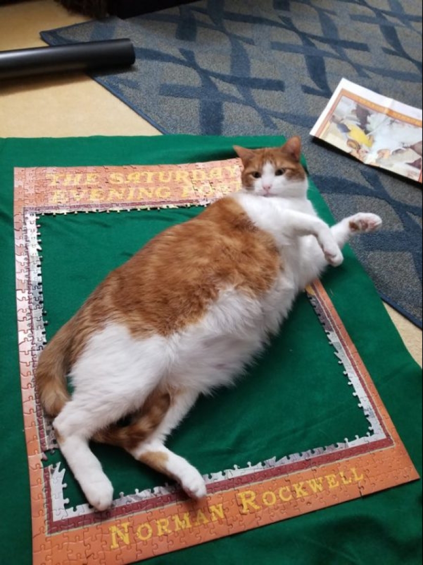 20 proofs that cats and puzzles are incompatible