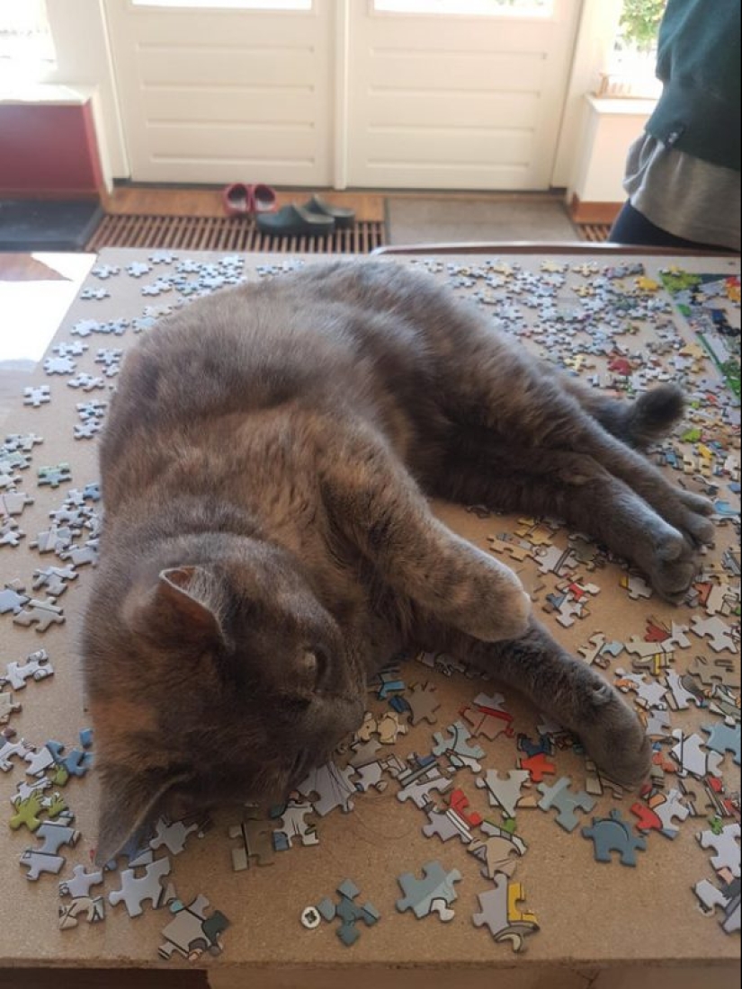 20 proofs that cats and puzzles are incompatible