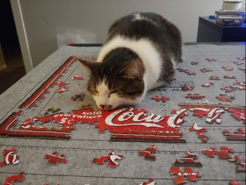 20 proofs that cats and puzzles are incompatible