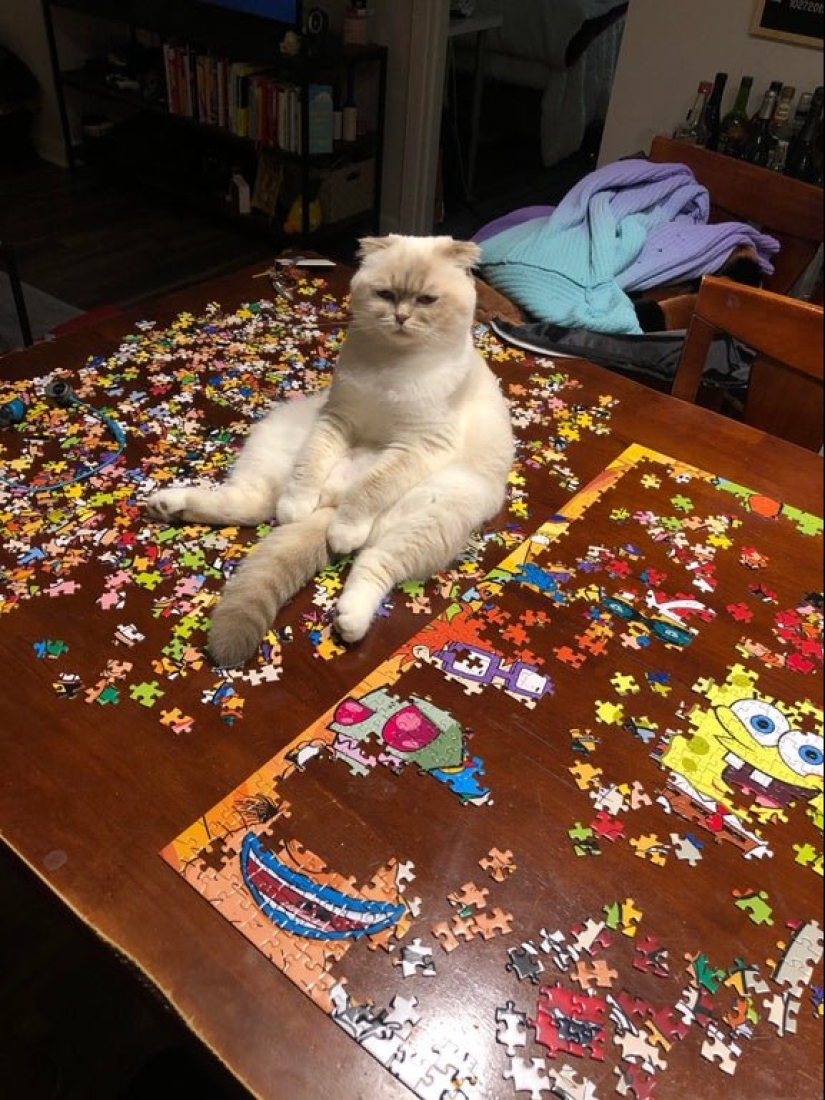 20 proofs that cats and puzzles are incompatible