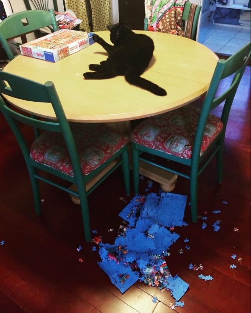 20 proofs that cats and puzzles are incompatible