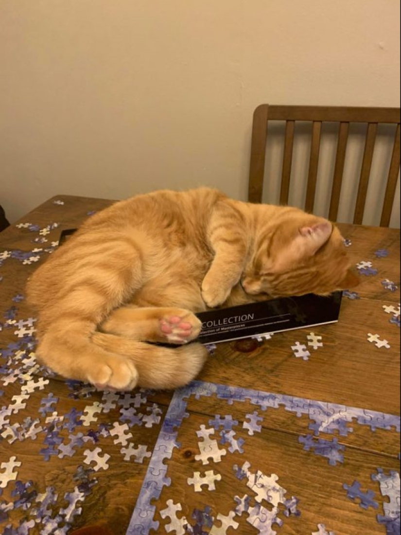 20 proofs that cats and puzzles are incompatible
