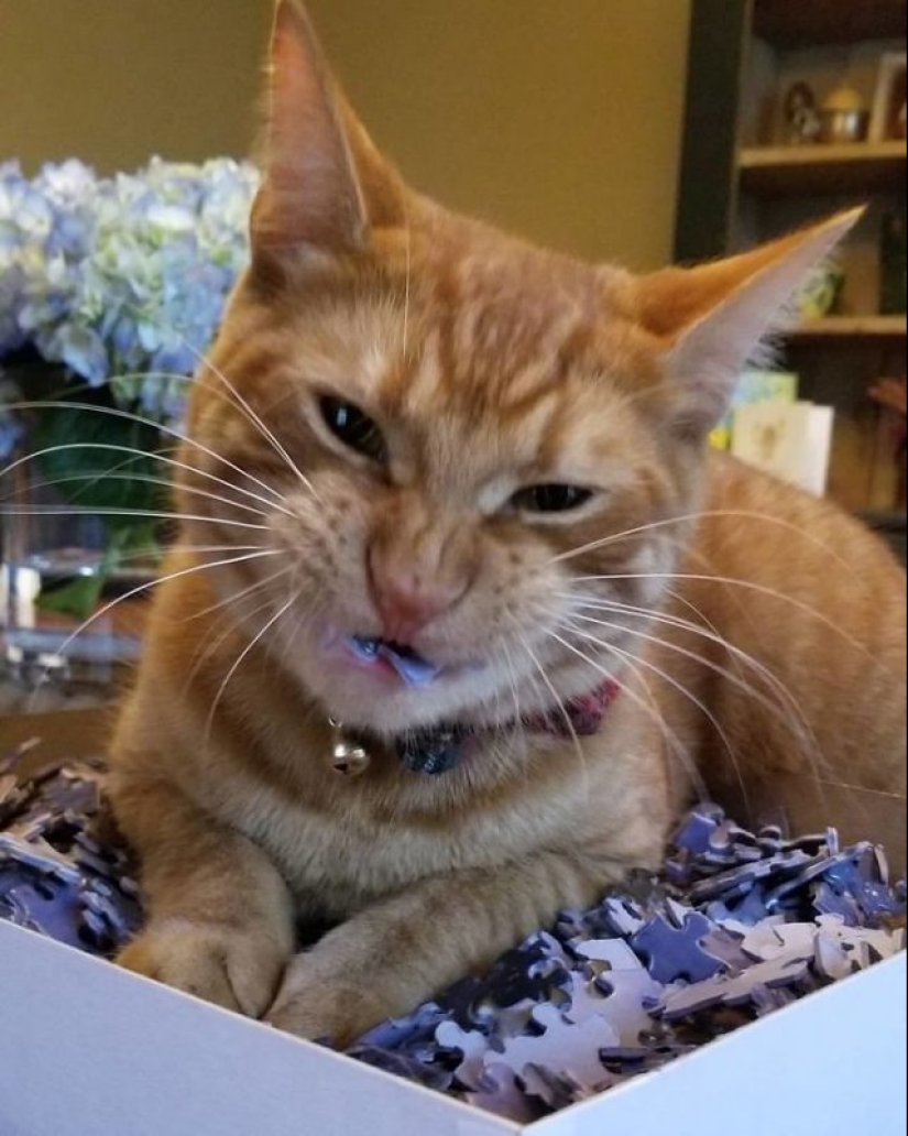 20 proofs that cats and puzzles are incompatible