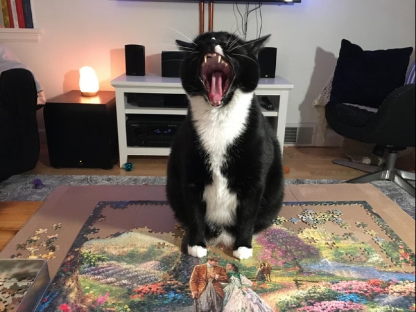 20 proofs that cats and puzzles are incompatible