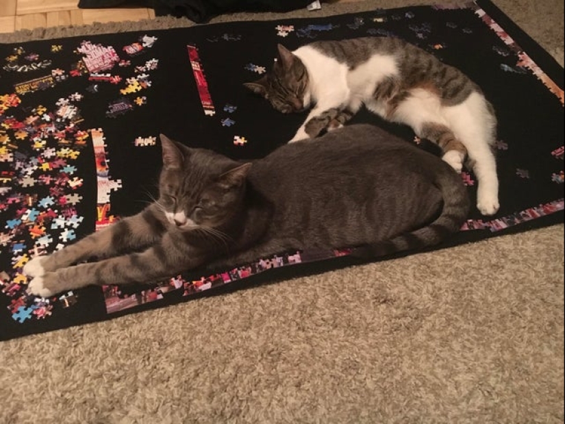 20 proofs that cats and puzzles are incompatible