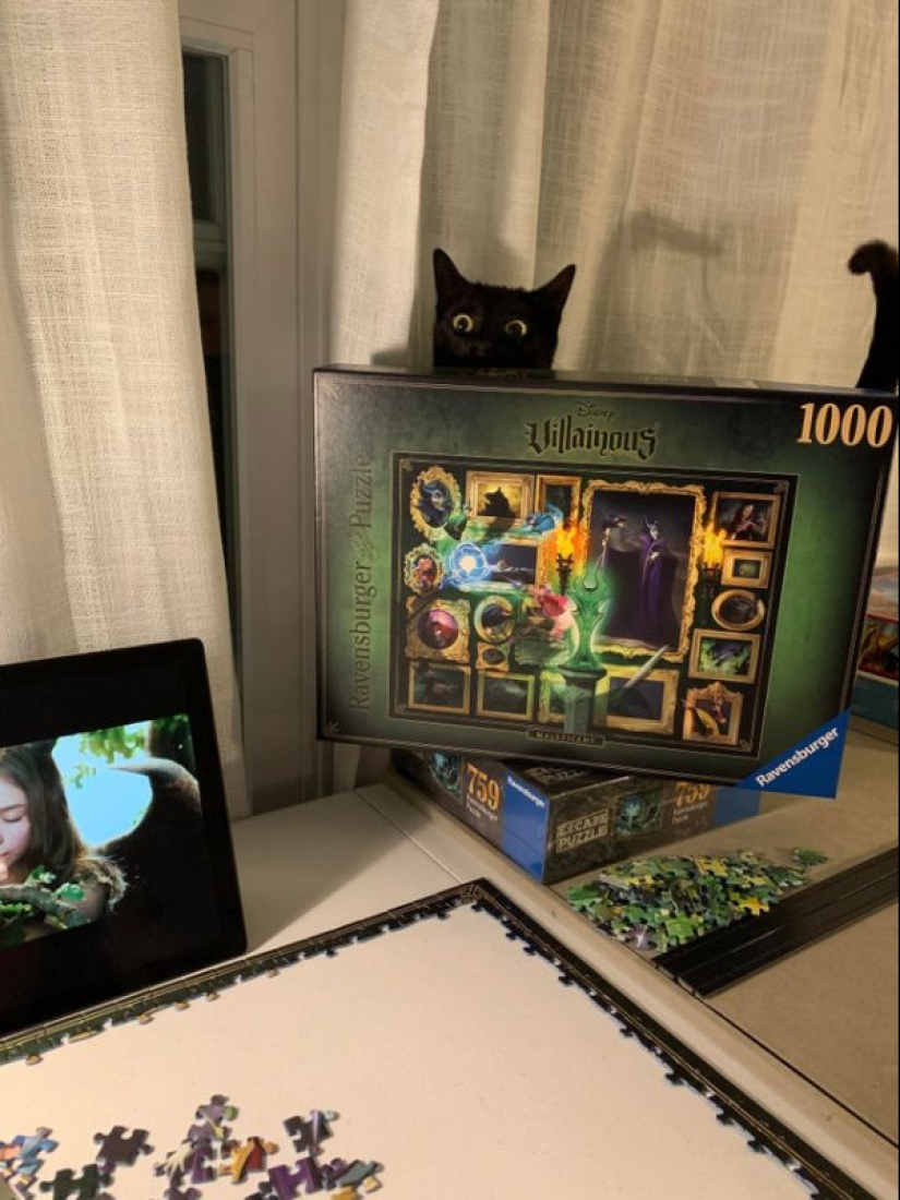 20 proofs that cats and puzzles are incompatible