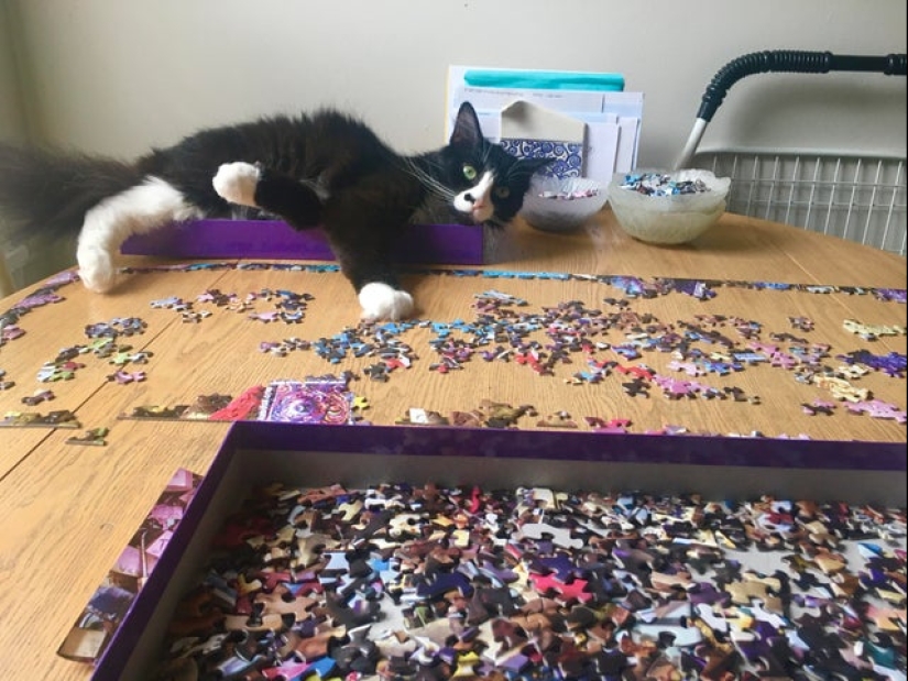 20 proofs that cats and puzzles are incompatible