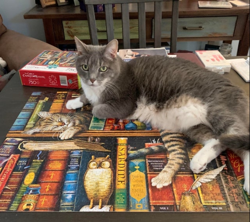 20 proofs that cats and puzzles are incompatible