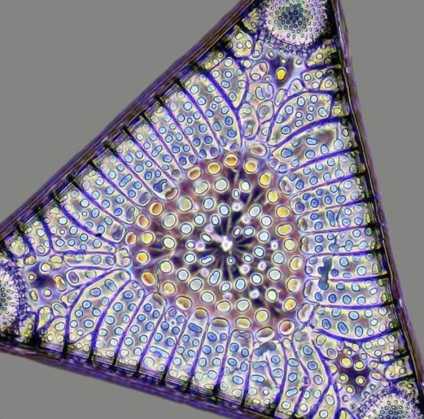 20 proofs that our world is full of unexpected discoveries