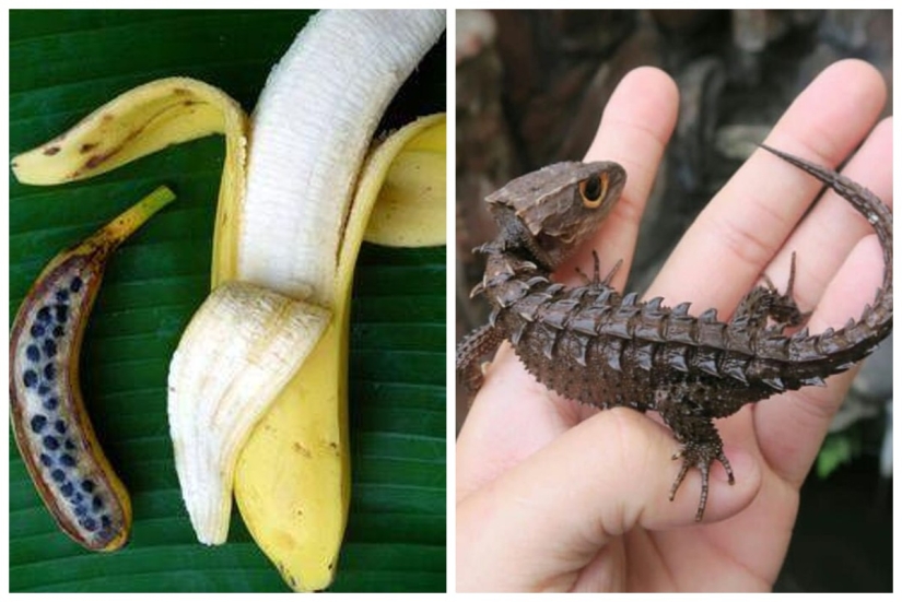 20 pruebas de que nuestro mundo está lleno de descubrimientos inesperados 20 pruebas de que nuestro mundo está lleno de descubrimientos inesperados