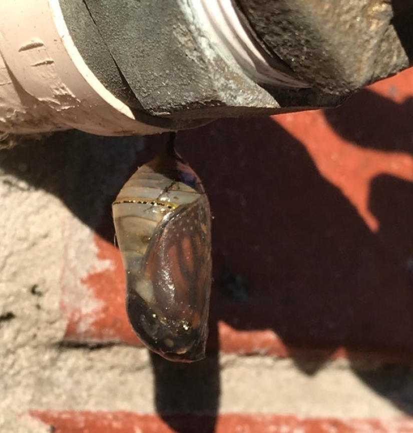 20 pruebas de que nuestro mundo está lleno de descubrimientos inesperados 20 pruebas de que nuestro mundo está lleno de descubrimientos inesperados