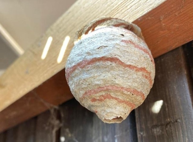 20 pruebas de que nuestro mundo está lleno de descubrimientos inesperados 20 pruebas de que nuestro mundo está lleno de descubrimientos inesperados