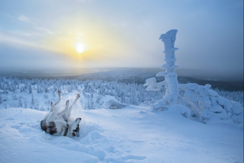 20 reasons why Lapland is the most magical place to celebrate the New Year 20 reasons why Lapland is the most magical place to celebrate the New Year