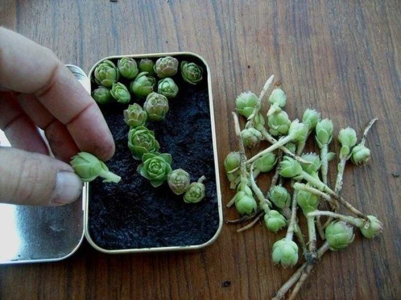 20 small gardens that fit in the palm of your hand