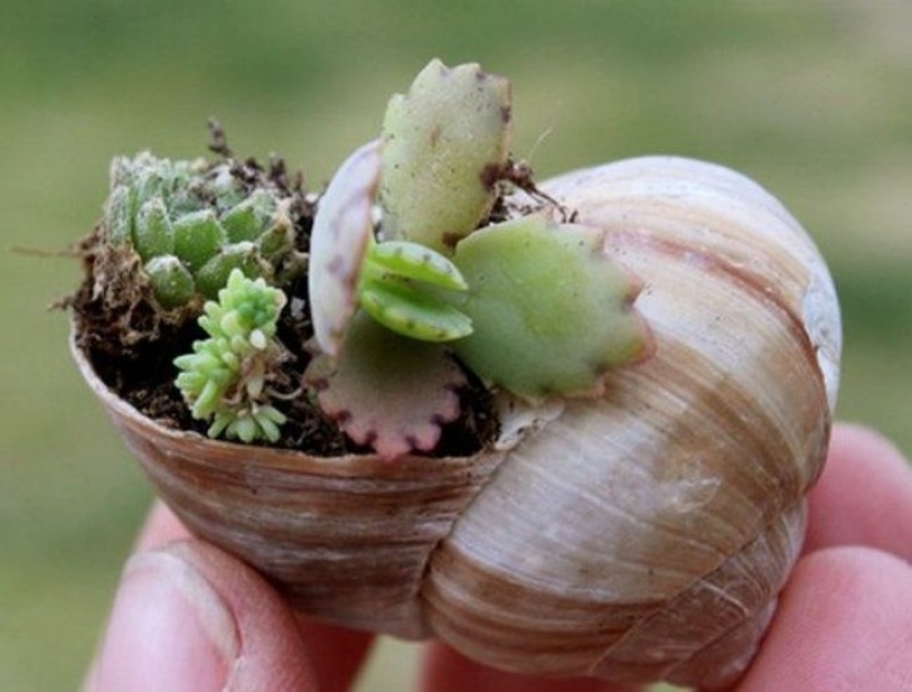 20 small gardens that fit in the palm of your hand