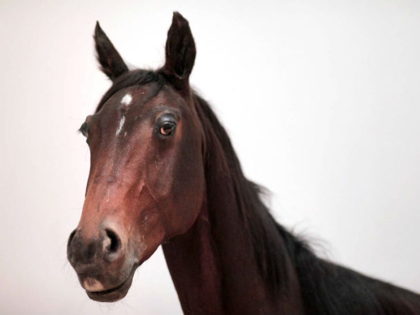 20 so absurd historical facts that they seem untrue 20 so absurd historical facts that they seem untrue