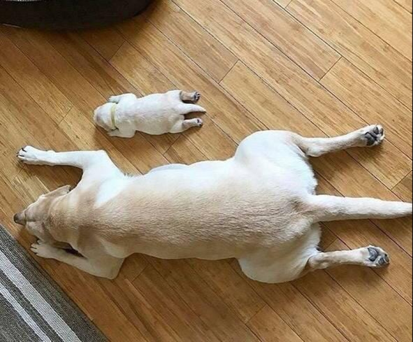 20 super-mimimish photos that will delight you