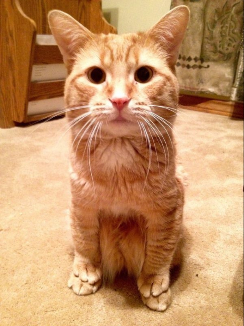 20 super-mimimish photos that will delight you