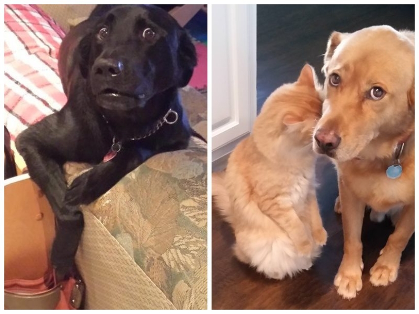 20 times when the owners caught their Pets red-handed 20 times when the owners caught their Pets red-handed