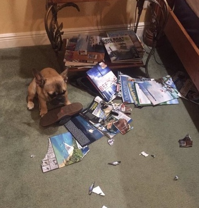 20 times when the owners caught their Pets red-handed 20 times when the owners caught their Pets red-handed