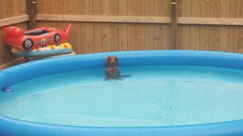 20 times when the owners caught their Pets red-handed 20 times when the owners caught their Pets red-handed