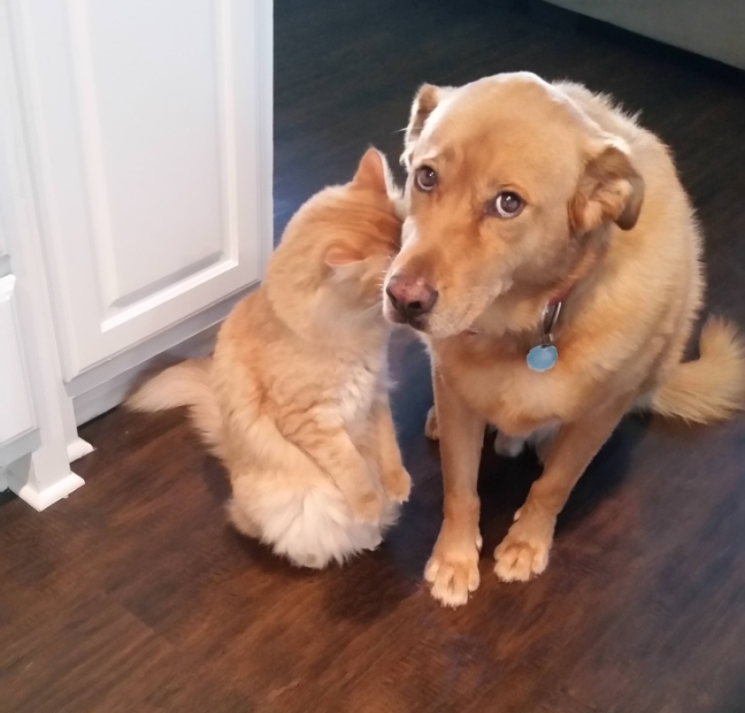 20 times when the owners caught their Pets red-handed 20 times when the owners caught their Pets red-handed