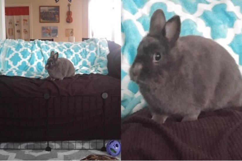 20 times when the owners caught their Pets red-handed 20 times when the owners caught their Pets red-handed