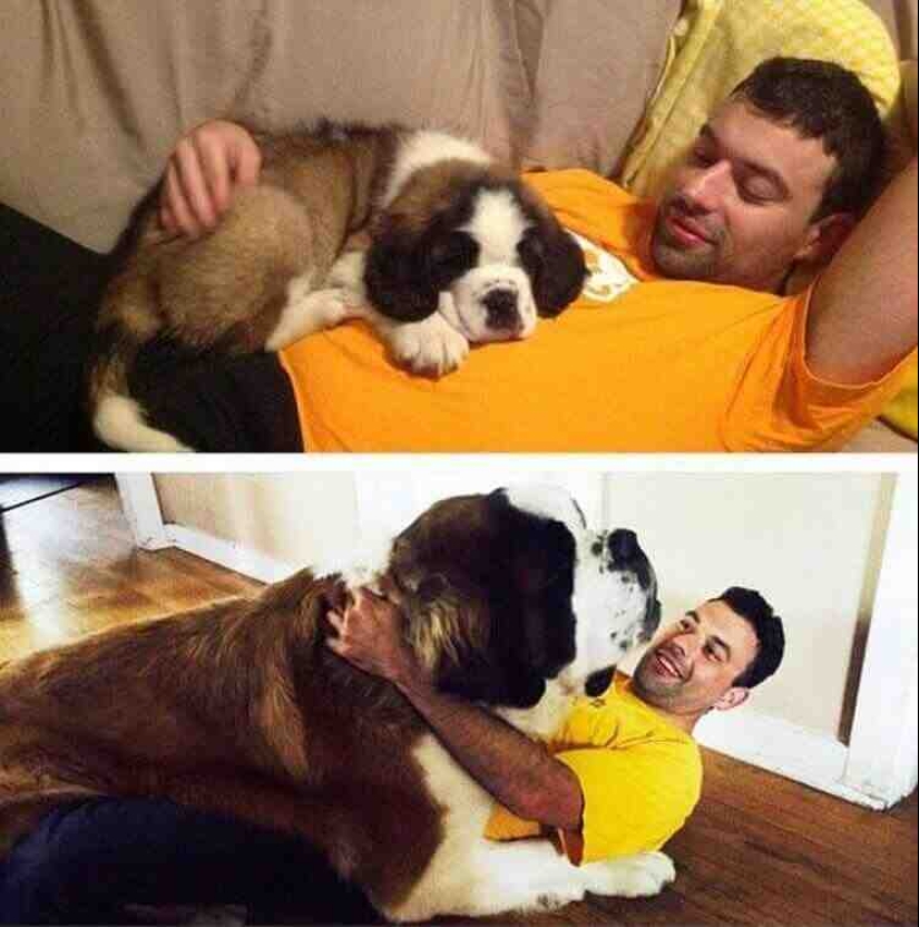 20 touching photos of dogs and their owners at the beginning of a friendship after many years 20 touching photos of dogs and their owners at the beginning of a friendship after many years